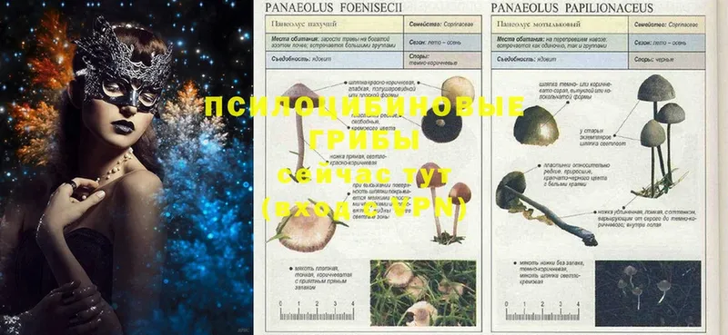 магазин продажи   Сегежа  Псилоцибиновые грибы Magic Shrooms 